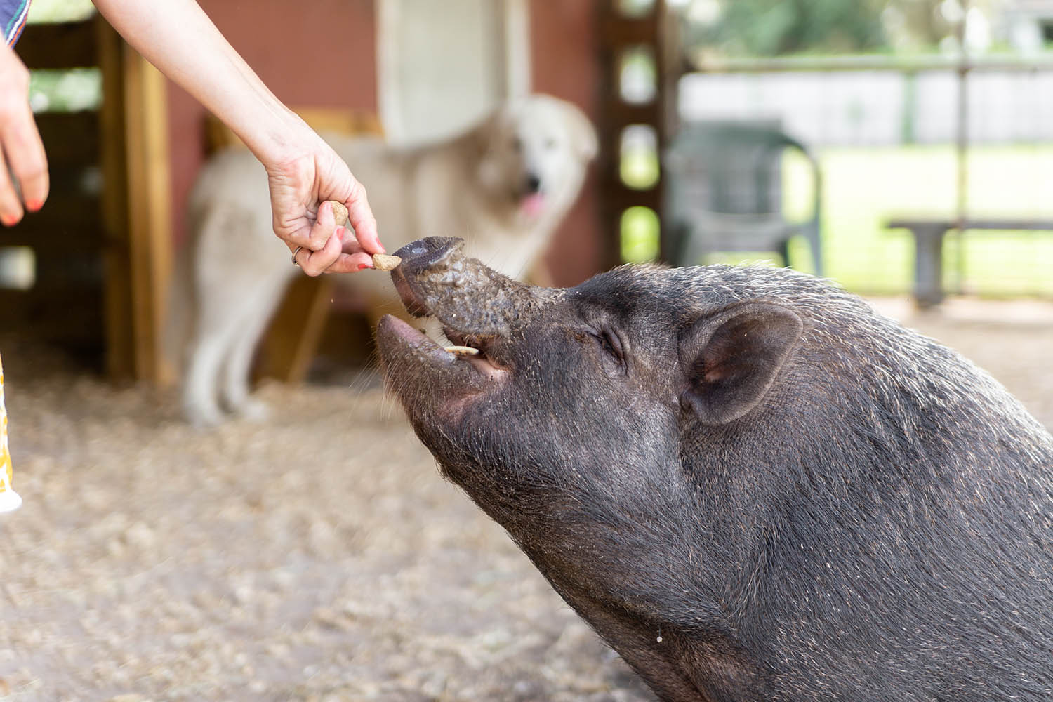 Adoptable pigs sales near me